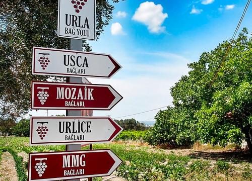 Urla Town and Vineyard Tour  - 7